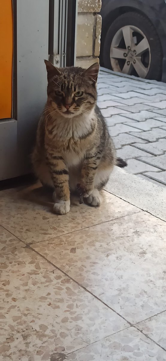🚨 Arkadaşlar ilk defa bu sayfada başka bir şey paylaşacağım ama çok acil yardımınız gerekiyor! 🚨 
Deprem bölgesinden gelen bir kedimiz var şu an Ankara’ya getirildi tedavisi sürüyor. Ona yuva olmak isteyen varsa lütfen mesaj atın bana.
