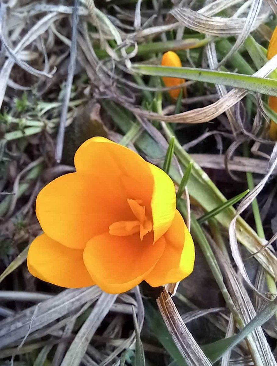 wendt_may's tweet photo. Back to life. #Lifegoeson #flower https://t.co/pSDh3aXflP