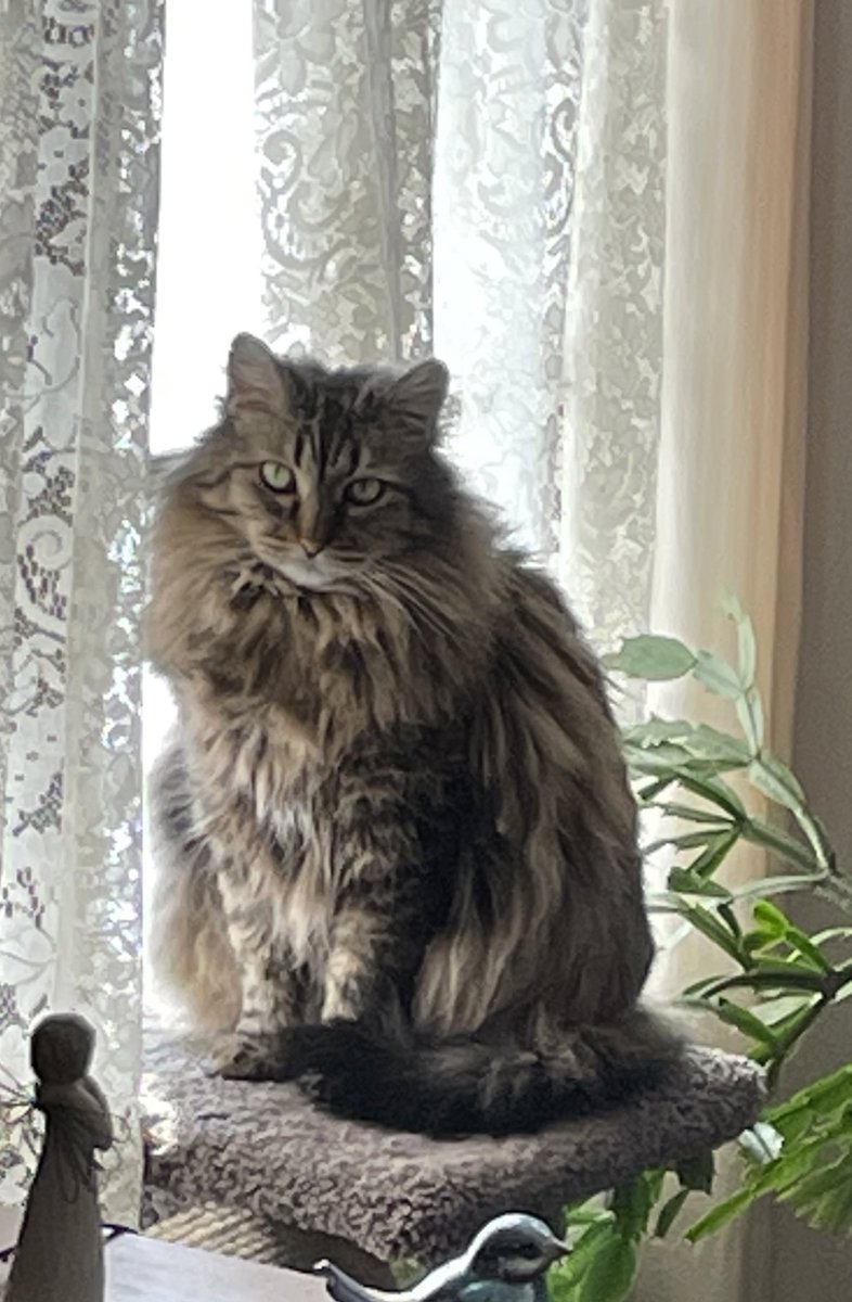 LolaKittySLC's tweet image. This is my #TweetMyView window from inside. #FluffyFursday