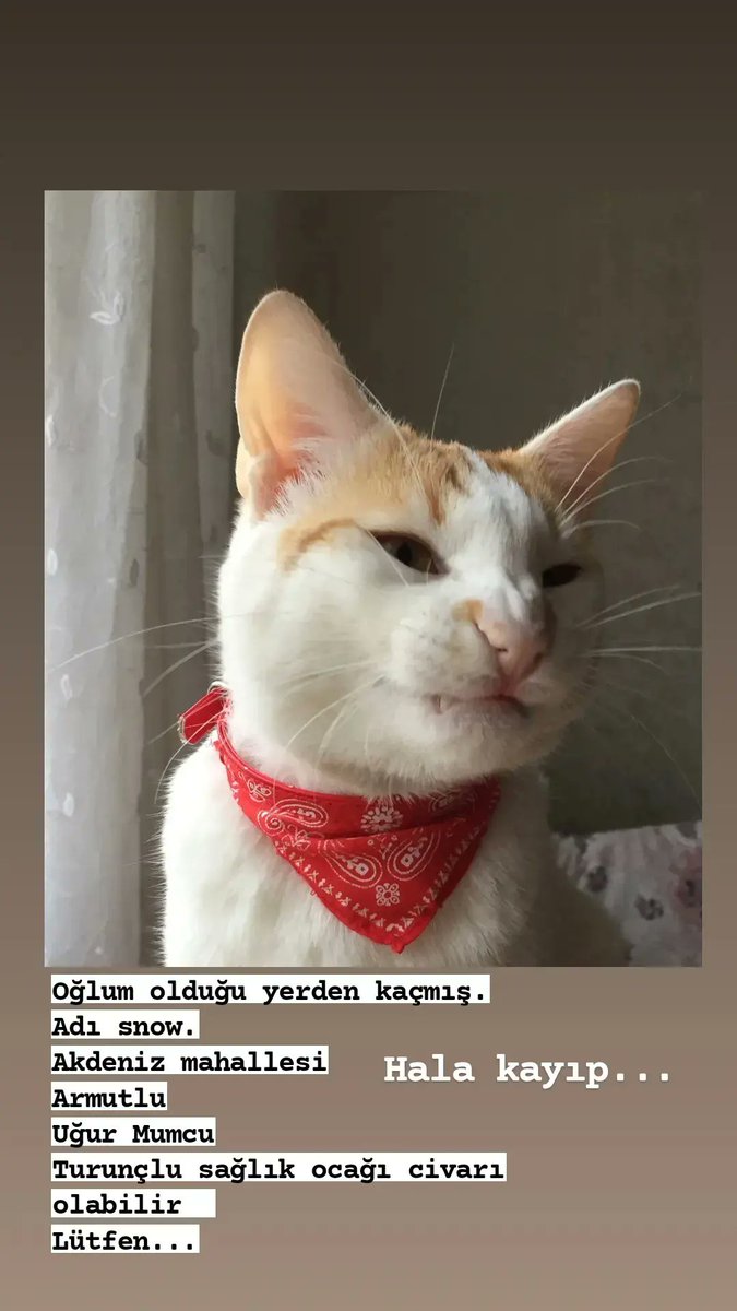 Oğlum hala bulunamadı...
<a href="/mehmettaligumus/">Mehmet Ali Gümüş</a> 
<a href="/borabinyousef/">Selim | سليم</a> 
<a href="/haluklevent/">Haluk Levent ( Ahbap Ekibi )</a> 
@Ahbap_Hatay 
<a href="/PawGuardsTr/">Paw Guards | Pati Koruyucuları</a>