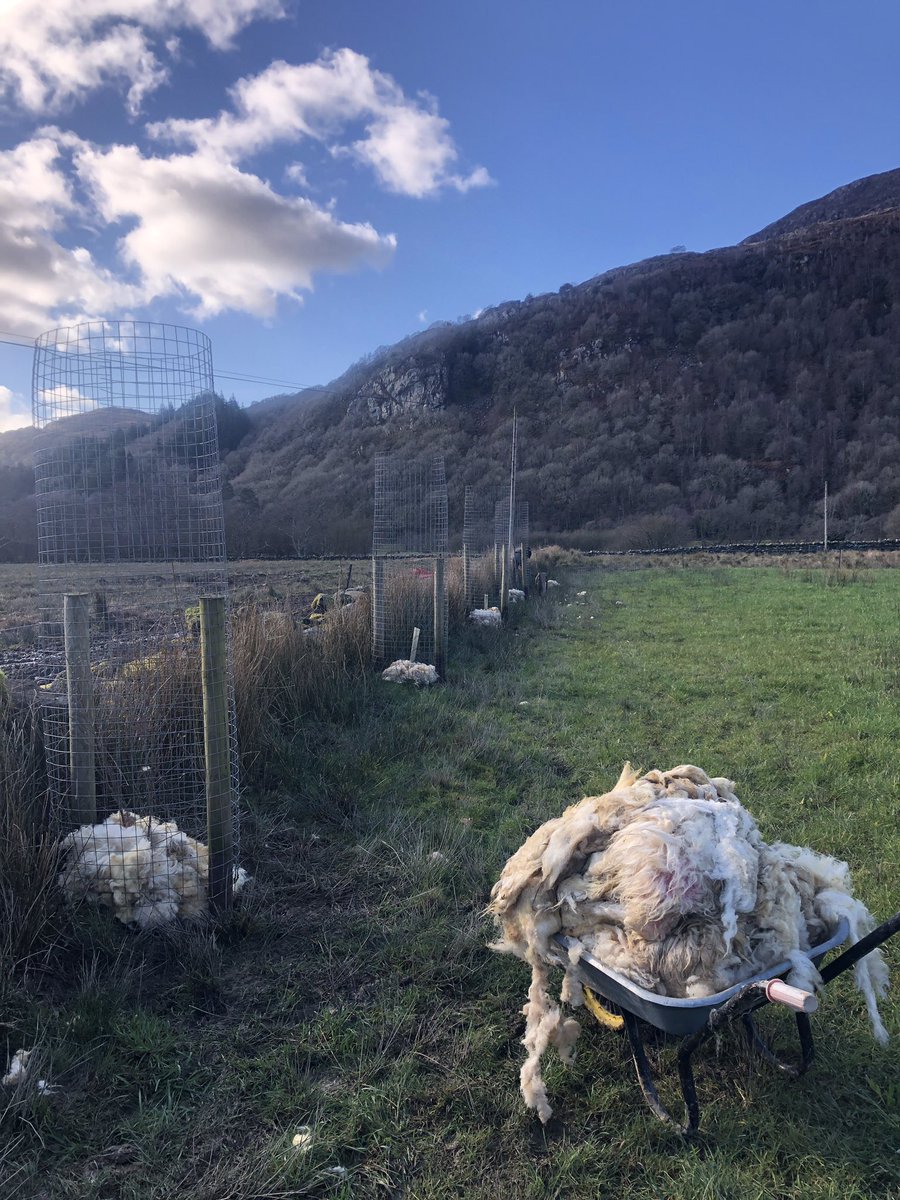 Bit of extra carbon fertiliser &amp; mulch courtesy of last years shearing for the newly planted trees 🐑💩🌱Diolch genod! Thank Ewes!