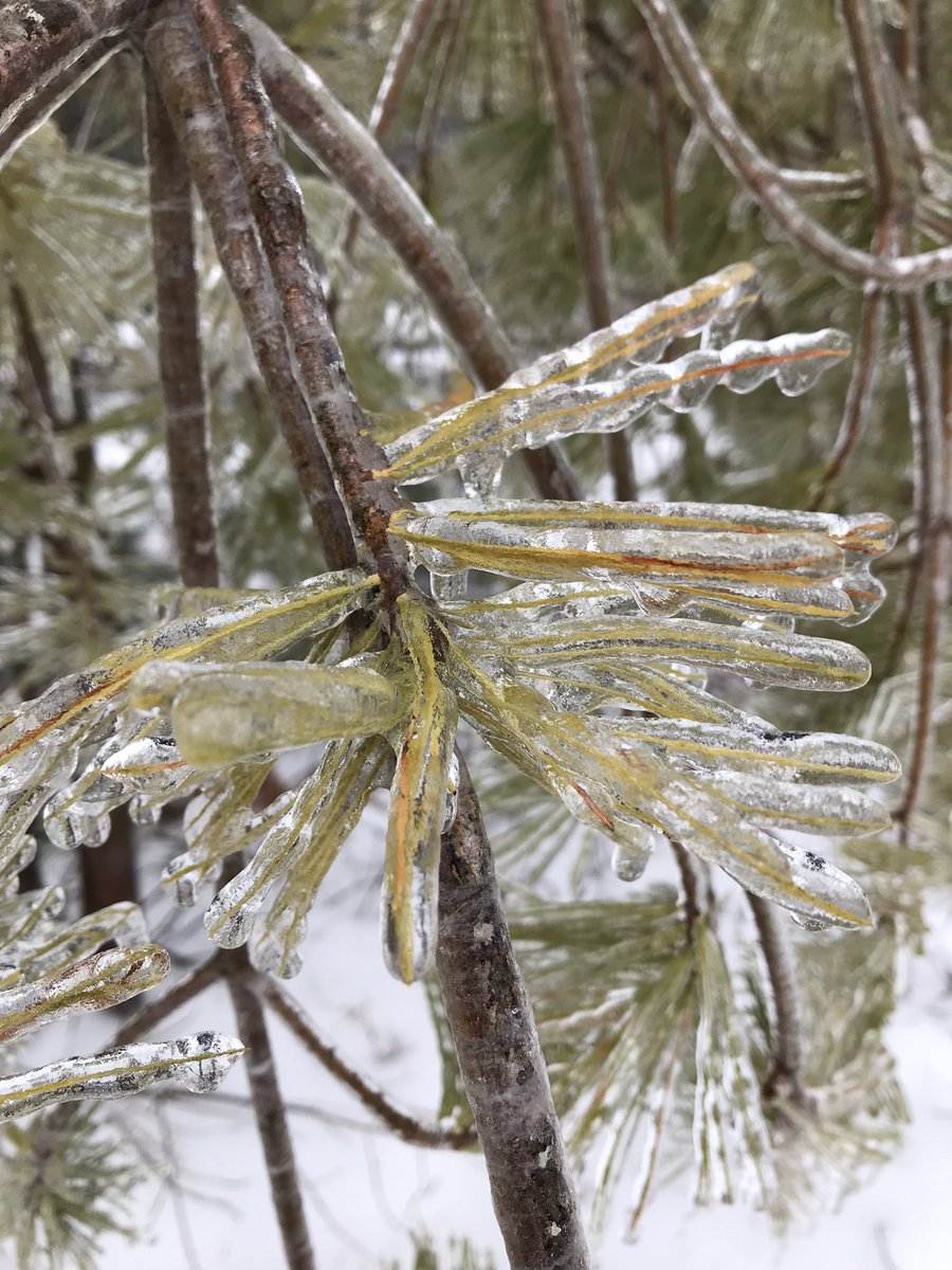 christa_gilkey's tweet photo. It’s very crunchy outside! Bernhards Bay has 0.23” of ice. Measured from the branches at 10:30am and converted to flat ice measurement. 
@NWSBUFFALO #ice #nywinter https://t.co/MfbEhKZTrp