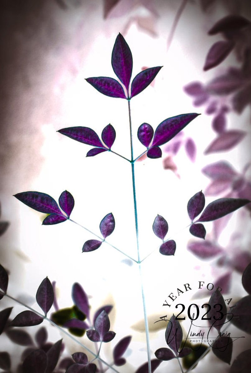 WindyCraigArt's tweet photo. I inverted the colors on this photo of nandina. It is a super hardy plant that is impossible to get rid of. Kinda like me.

#AYearForArt #ArtMatters #FunFebruary #Leaves #Nandina #SacredBamboo #Bamboo #Purple #Art #Artists #photography 

Find It Here: https://t.co/02ejlI1t8k https://t.co/m7ladzp3x2