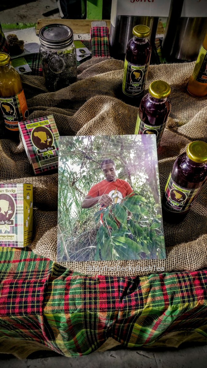 MotherBeckyTea's tweet photo. In our element. Harvesting soursop leaves for the best sleep-inducing tea around. Have you tried some yet? It's like nature's lullaby. Available in loose leaf and tea bag form.
#soursop #guanabana #SoursopTea #tea #BushTea #organic #LocallyGrown #StKitts #StKittsAndNevis #Nevis https://t.co/y7UXI573KL