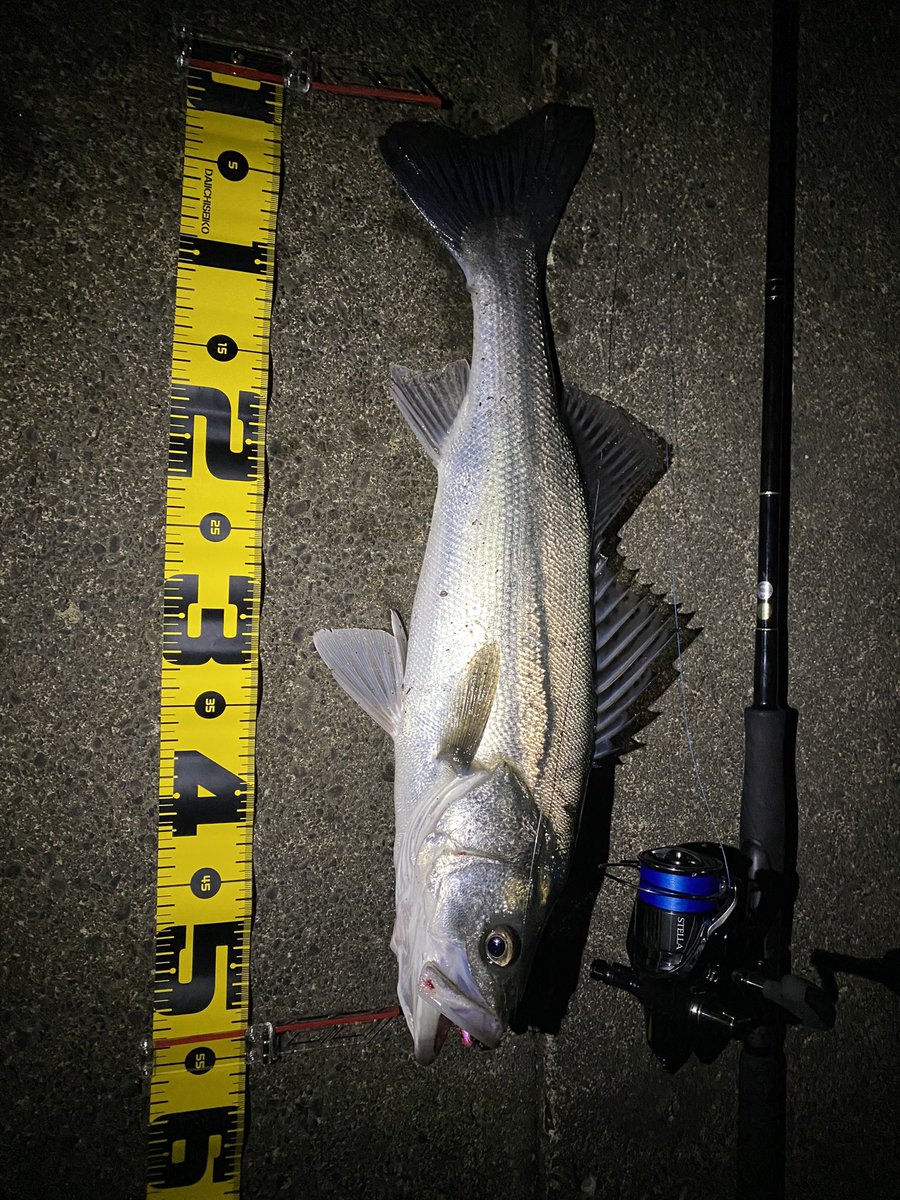 seabass_hirame's tweet photo. ヒラメ シーバス
#SM75
#ストライクヘッド
#RJ7
#22ステラ3000MHG
#22STELLA3000MHG
#ヤマガブランクス
#YAMAGABlanks
#EarlyPlus96m https://t.co/7gxYf91M8X