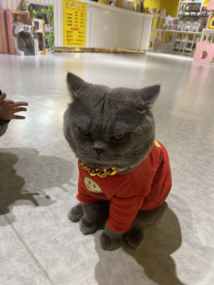 killer911s's tweet photo. めっちゃこの子に睨まれてる(  ･᷄ὢ･᷅  )。。 https://t.co/9FNE6FVojY