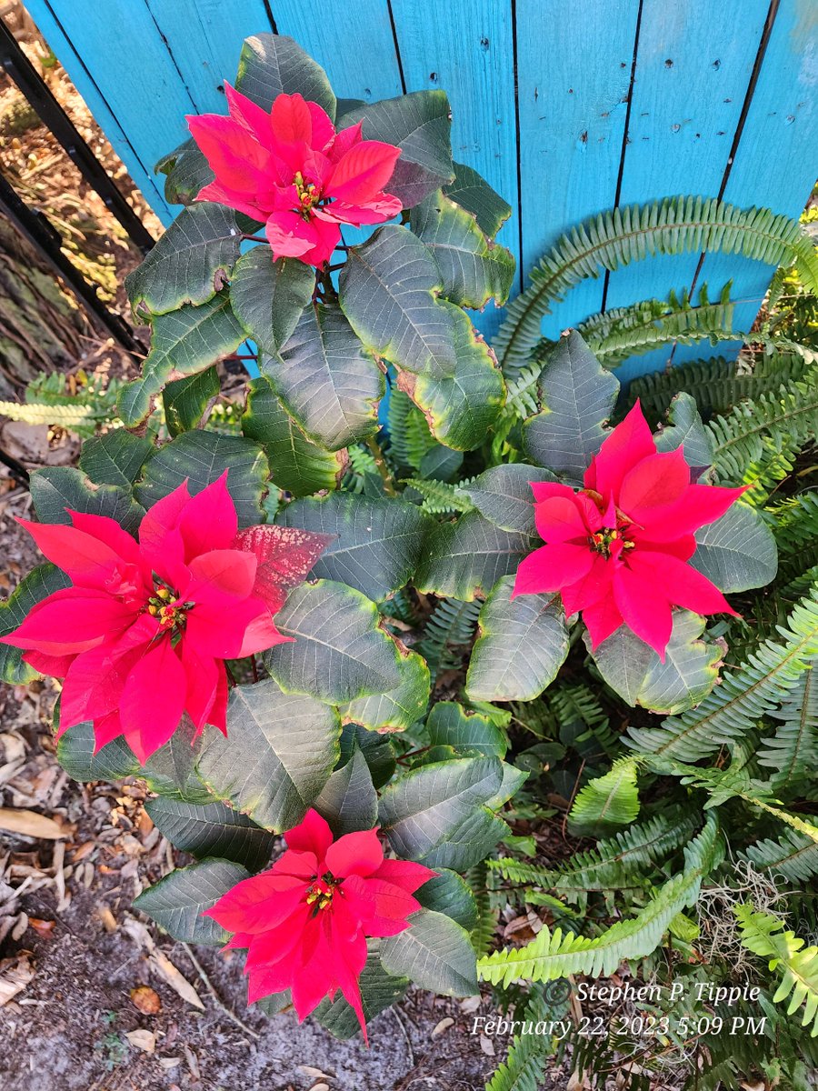 #poinsettia #red #winter #colorchange #amaturephotographer #plantphoto #nature #plants