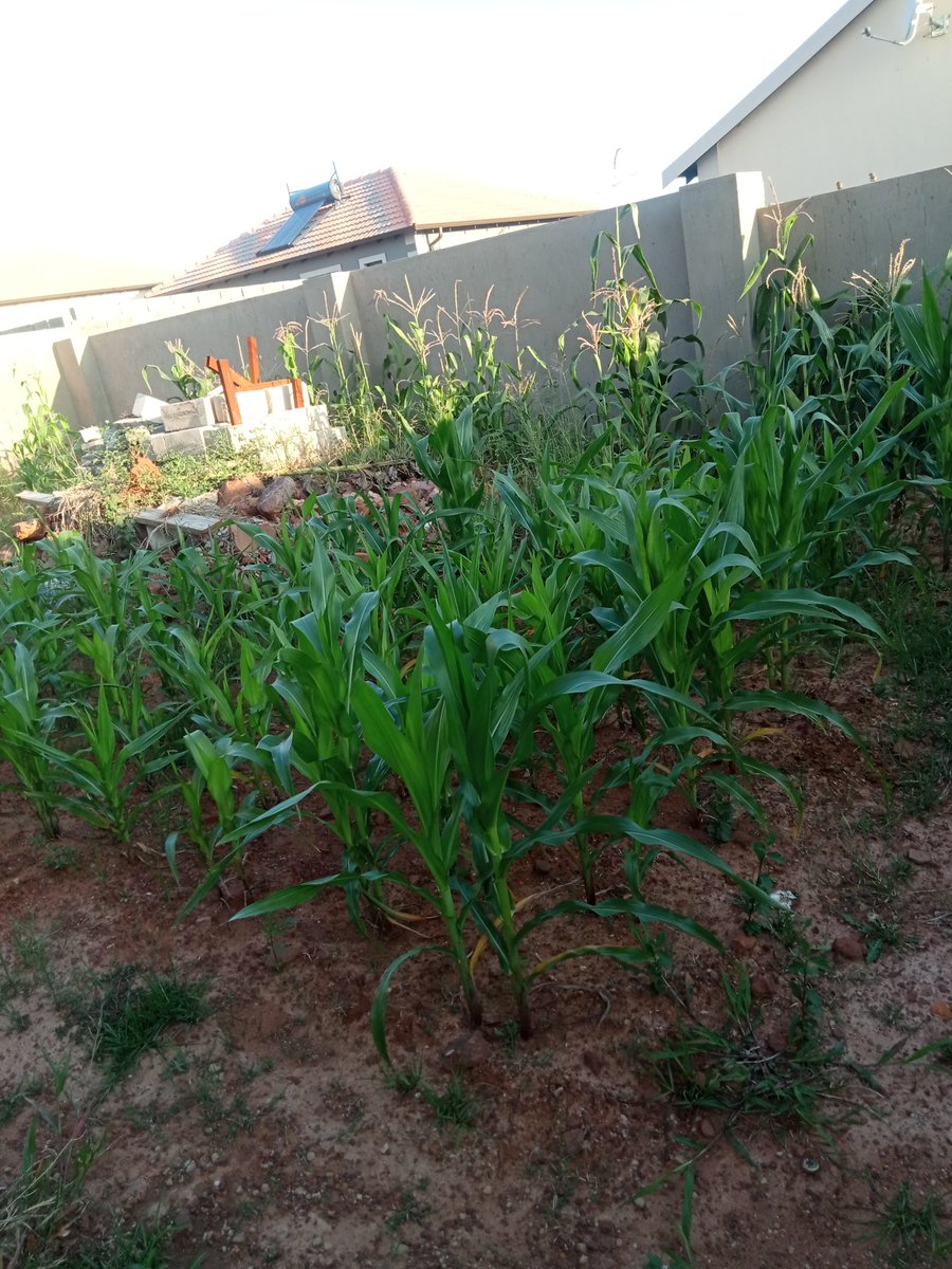 fumaniLufuno's tweet photo. Slowly becoming my mother. #Subsistencefarming #GardeningTwitter https://t.co/Rc8TUeJMyX