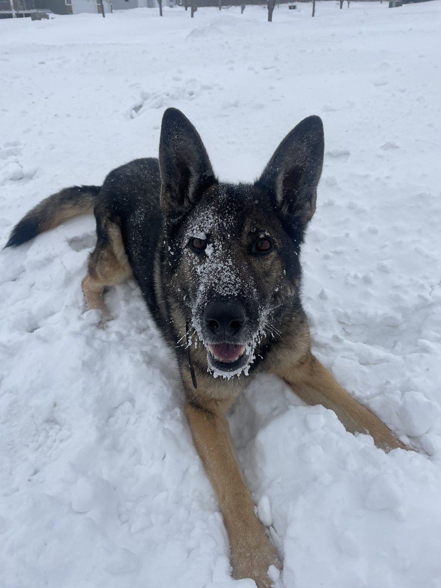 strand_brad's tweet image. Snow Day!