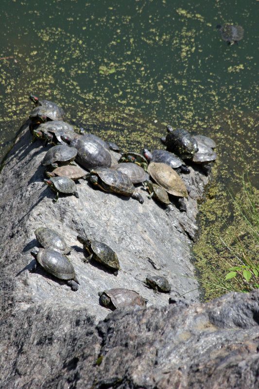 turtlelifes1's tweet photo. Sunning Turtles at Turtle Pond๐๐โ๏ธ
#turtlelifes #turtle #turtlelife #turtlelove #turtleturtle #turtlesoftwitter https://t.co/DrzPUCuEsr