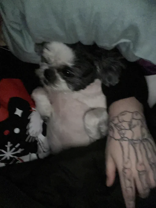 Button usually sleepy by my stomach or knees, but he got frightened by the beeping of the low battery warning on the fire alarm and wouldn't leave this spot after I changed it. He clung there ALL night   