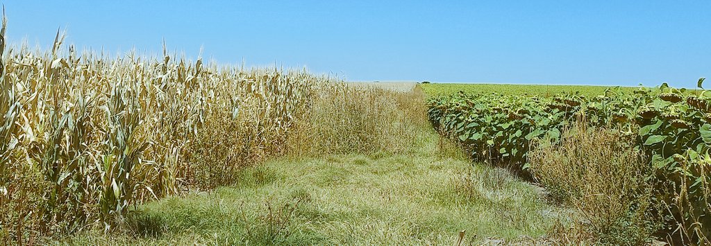 Guillermo Ordoñez🇦🇷 tweet media