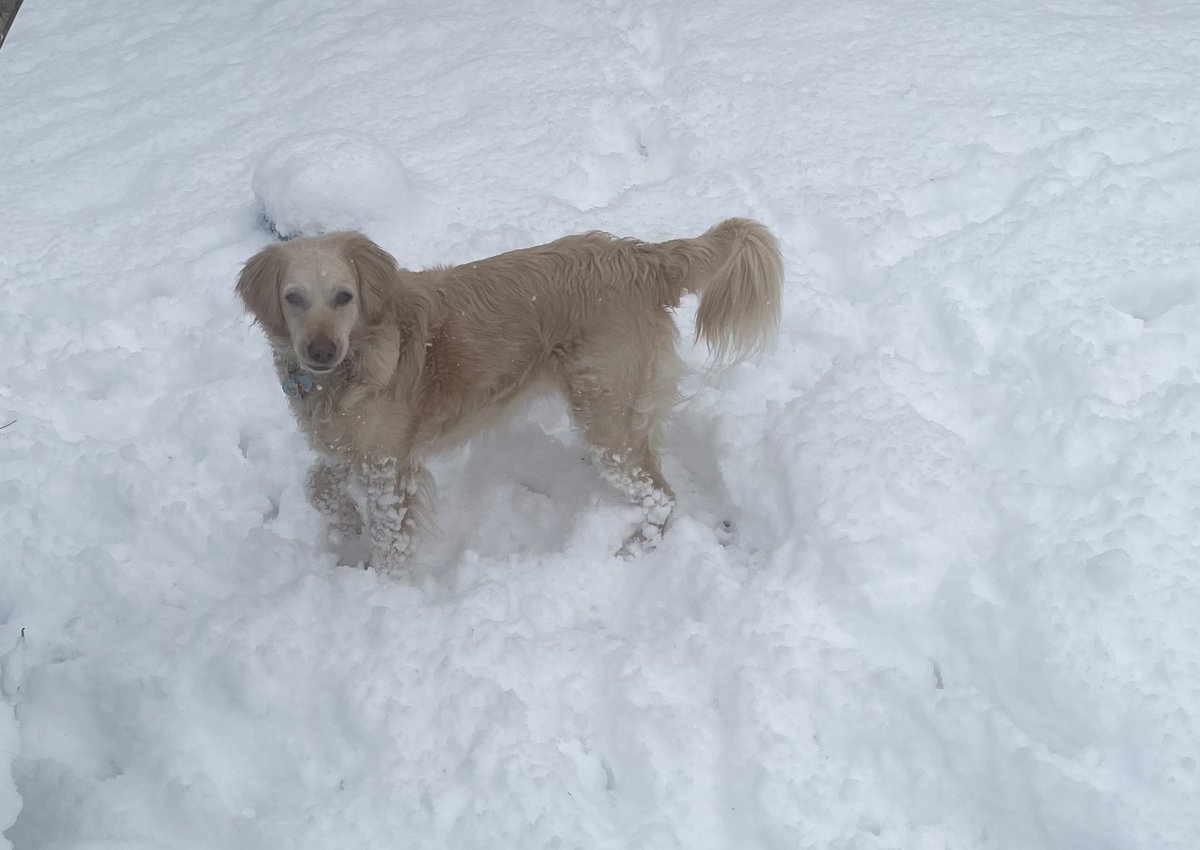 thatlawyerLisa's tweet photo. Anna is snow obsessed. And the snow likes to cling to her furβ¦β¦ #snowday #Weather #GoodDayPets #SouthSalem #snow https://t.co/39yhKQwZaT