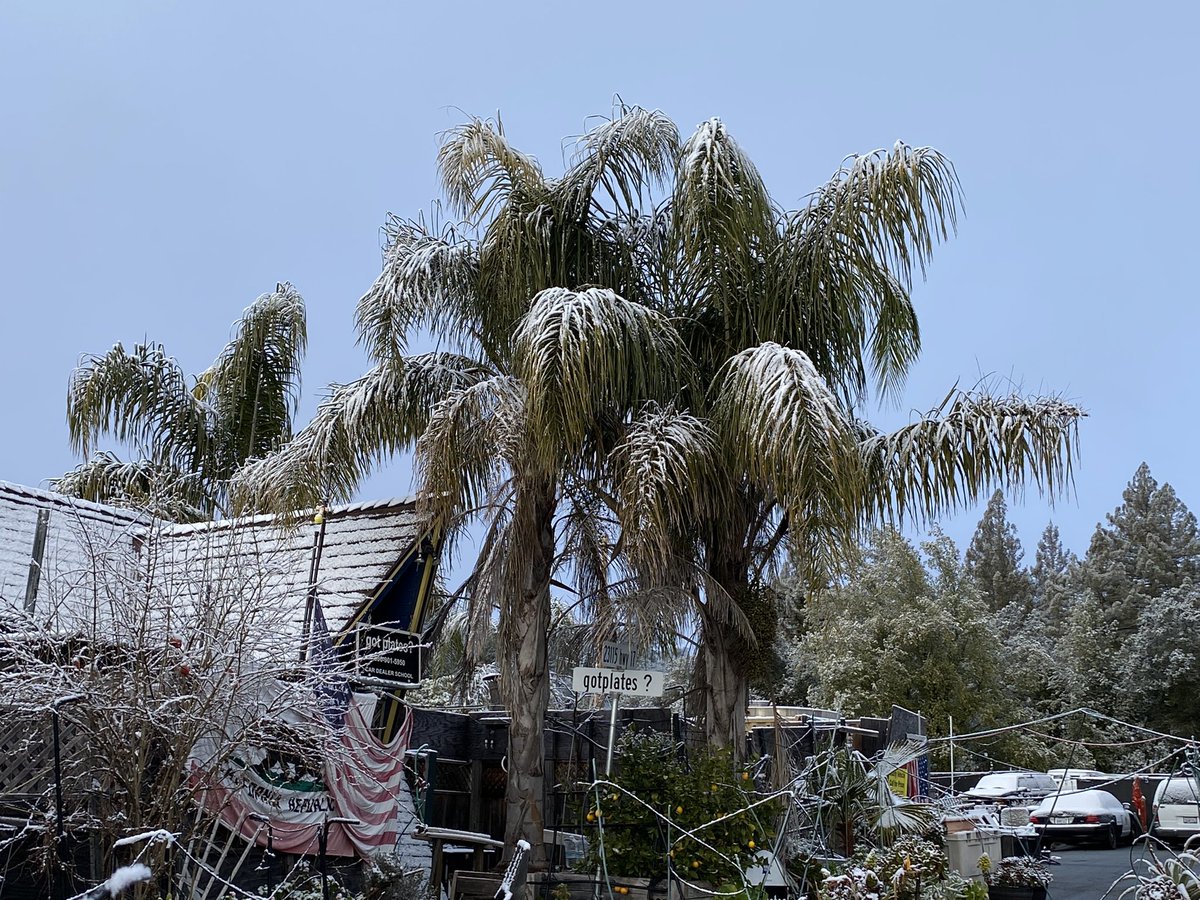 Lena Howland on Twitter "Nothing like seeing snow covered palm trees
