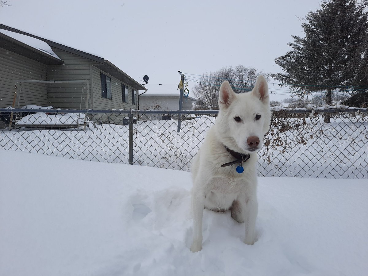 Ike hopes everyone is enjoying the snowfall and snow day as much as he is. He's been bounding through the yard this morning.