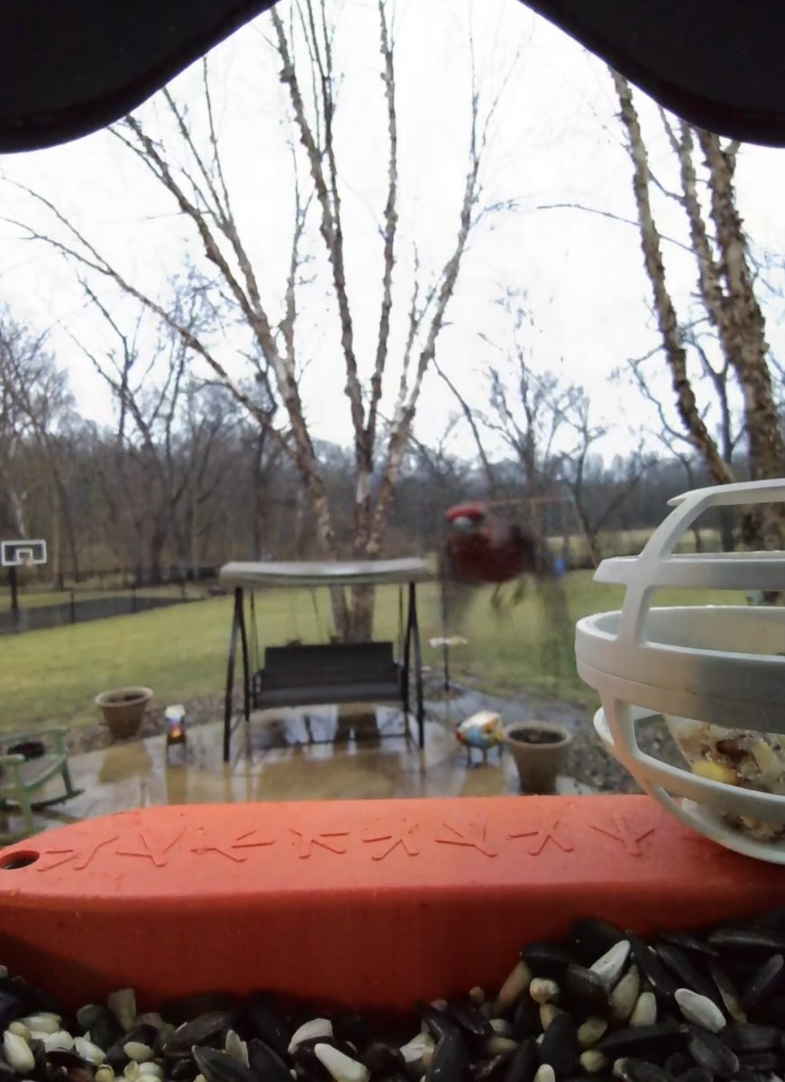 breading's tweet photo. House Finch coming in hot on a cold morning #goldenperchaward #birdbuddy https://t.co/CgiQHp2cHK