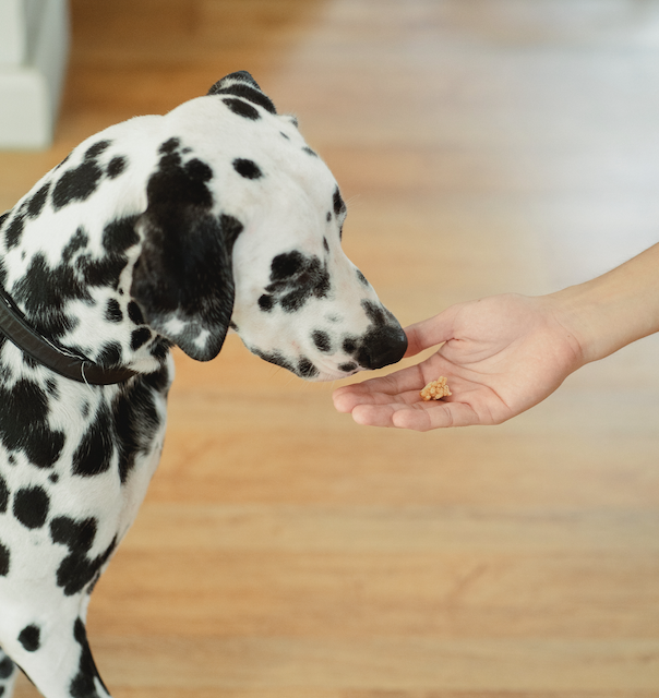 azsciencecenter's tweet photo. Happy #NationalDogBiscuitDay! Make the most of this day and get your canine companion a treat to celebrate 🎉
#FurFact: The largest dog biscuit on record was created in 2011, weighing 617 lbs 🤯 Visit Dogs! A Science Tail to learn more #FurFacts ➡️ https://t.co/maPwLyc5Ai https://t.co/zpieBErgvN