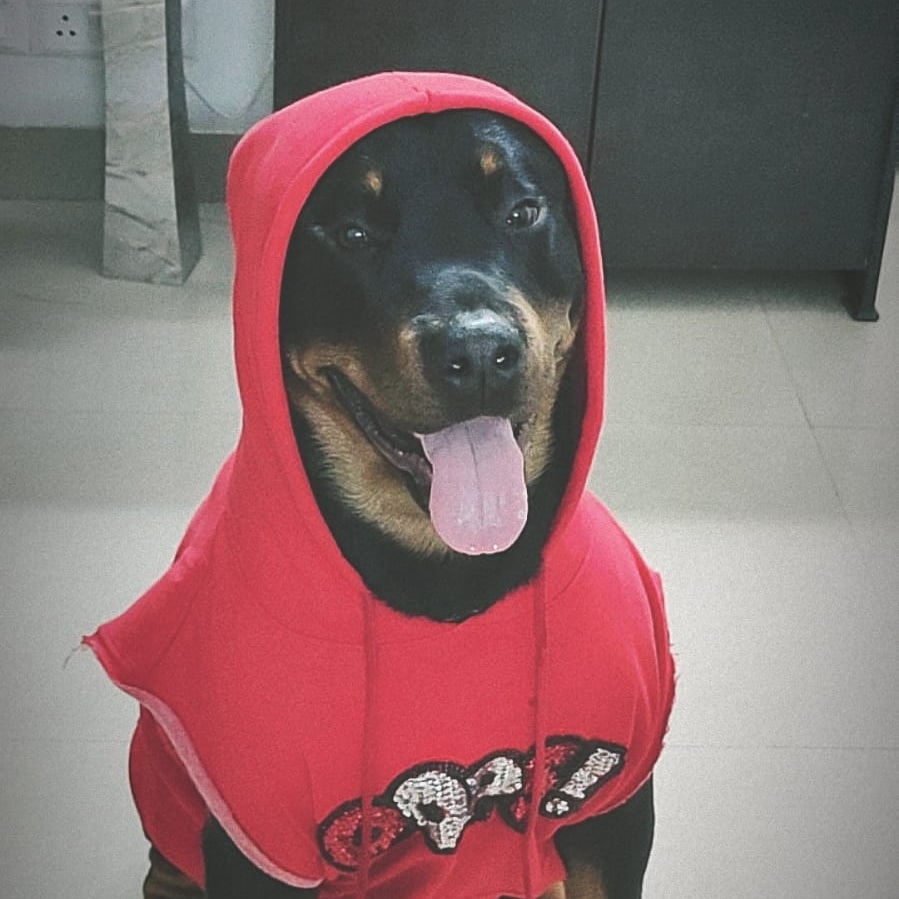 #dogs #doglovers #Rottweiler #rotti