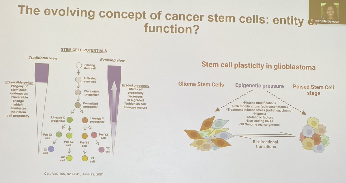 Dr. Nikos Tapinos @Tapinos_Lab @BrownUPathoGP presents his elegant research on glioblastoma stem cell plasticity at Cancer Biology Program retreat @BrownUCancer @BrownMedicine describes the epigenetic landscape & pressures including Chi3l1/YKL40 impact on GBM stem cell plasticity