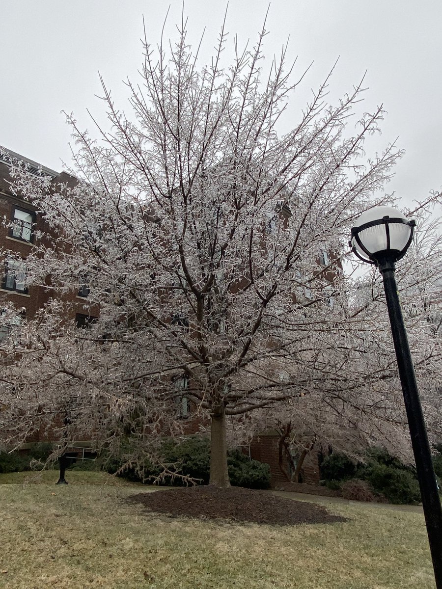 Pretty ice trees but power out till Sunday?????? No thanks