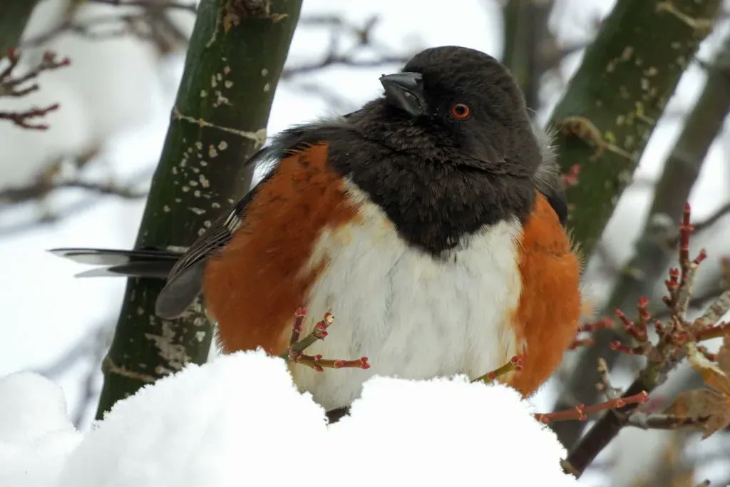 This Spotted Towhee, 'spotted' by Cathleen Nichols, looks to be puffing its feathers to get warmed up from the recent snowfall. This species may visit feeders in the West for sunflower seeds, cracked corn, milo, peanut hearts, or millet. Have they visited your feeders?