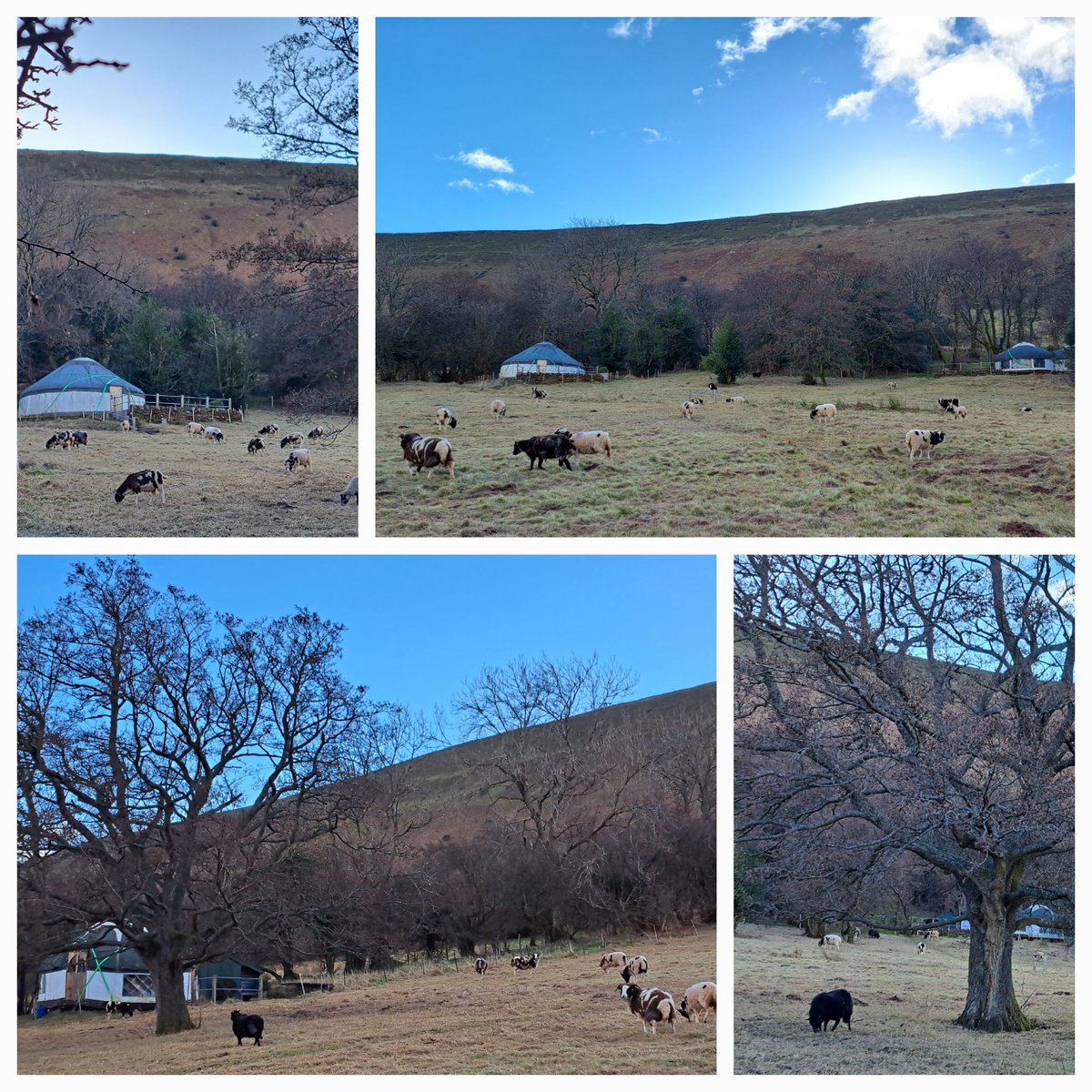 Shhhh! Don't tell the sheep that we will soon be moving them out as we get ready to reopen in March. #MoveAlongNow #MakeWay #Glamping #Camping #Staycation #BlackMountains #Herefordshire #OlchonValley