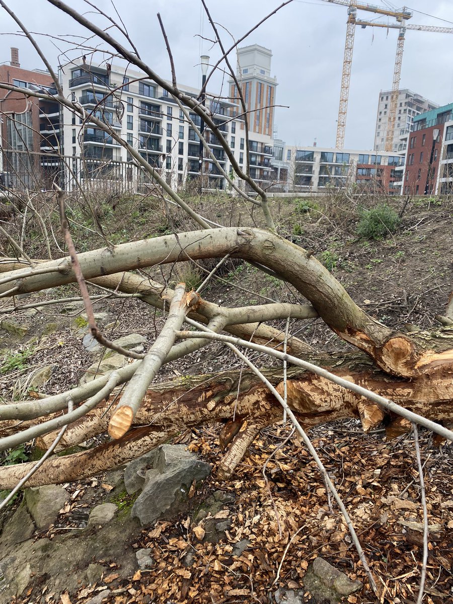If you build it they will come. A tiny but perfectly formed fish ladder and mini wetland in Leuven city centre seems to have some new residents. #urbangreening #greencity #leuven #BeaverRestoration #rewild #leuven #naturalhealthservice