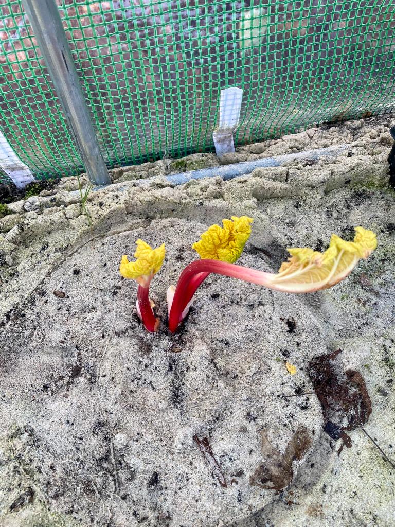 three_sixty_org's tweet photo. Cracking day at our #allotment. #freshair #connection #activity #focus all helping to improve #mentalhealth and #wellbeing  #ayr https://t.co/gBk0qnzTC2