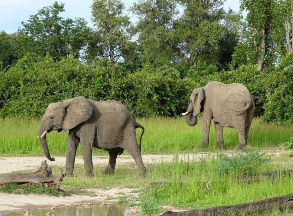 CitysFElephants's tweet image. Why You Shouldn’t Ride Elephants Anywhere
Now, never in a billion years would these wild &amp;amp; majestic creatures have let us jump on their backs. It’s clear that something awful has happened to the ones in captivity for them to allow it.
👓
wheregoesrose.com/why-you-should…

#DontRideElephant