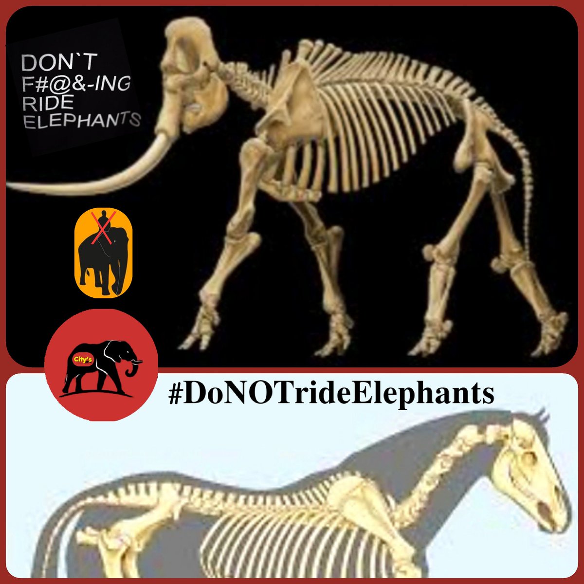 CitysFElephants's tweet image. Why You Shouldn’t Ride Elephants Anywhere
Now, never in a billion years would these wild &amp;amp; majestic creatures have let us jump on their backs. It’s clear that something awful has happened to the ones in captivity for them to allow it.
👓
wheregoesrose.com/why-you-should…

#DontRideElephant