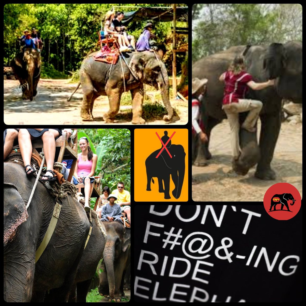 CitysFElephants's tweet image. Why You Shouldn’t Ride Elephants Anywhere
Now, never in a billion years would these wild &amp;amp; majestic creatures have let us jump on their backs. It’s clear that something awful has happened to the ones in captivity for them to allow it.
👓
wheregoesrose.com/why-you-should…

#DontRideElephant