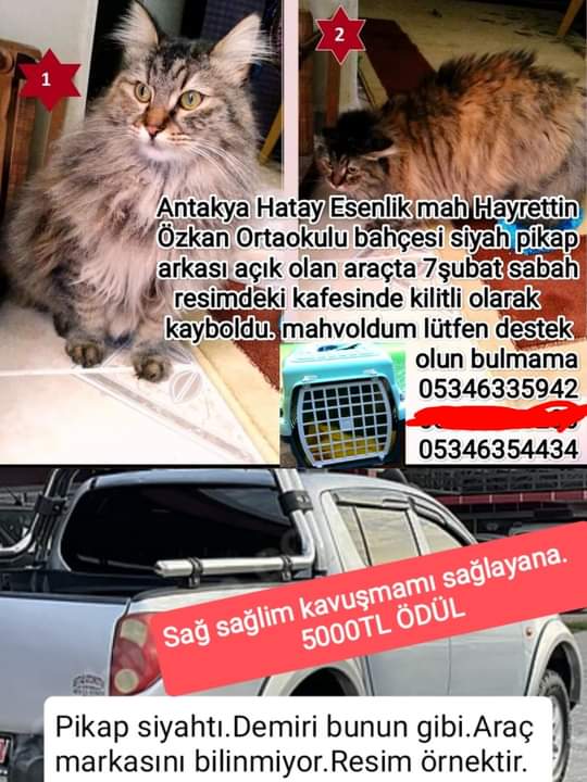 #kayıpkedi #hatay #antakya sahibi perişan lütfen yayabilirmiyiz @Badiko_ @brlstr1 @kedyeva @misirbebek @kedibabasin @Hataytube