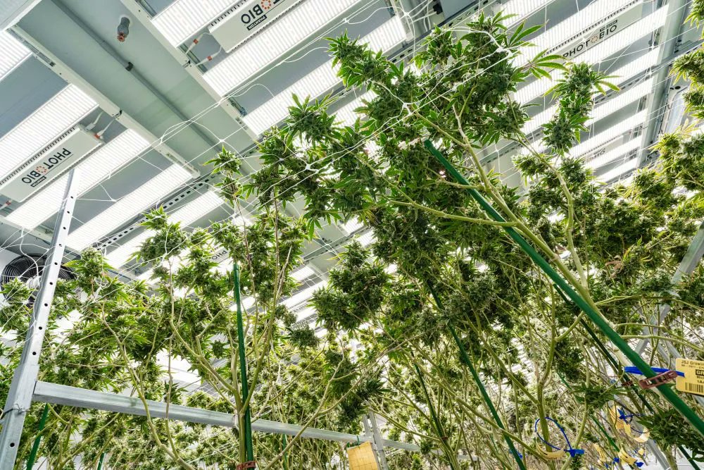 Everything we’ve undertaken in creating our company has been accomplished with intention and purpose. We have processes and systems in place to ensure reliable, quality products every harvest. 

Learn more about MJV here: buff.ly/3jo0fn7