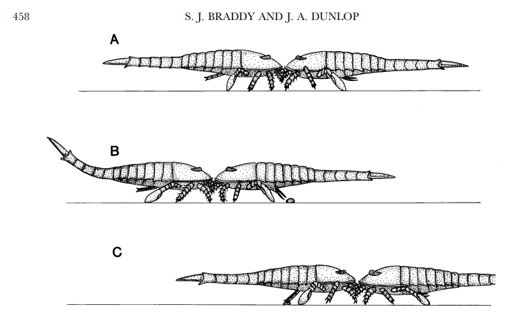 FossilBonanza's tweet photo. How did eurypterids mate? For Baltoeurypterus, they likely did a dance of sorts. The male guides the female to his deposited spermatophore where she envelops it with the two then separating.
#EurypteridWeek #Paleontology
https://t.co/Vqv6gQpkmW https://t.co/af4RyrUHVH