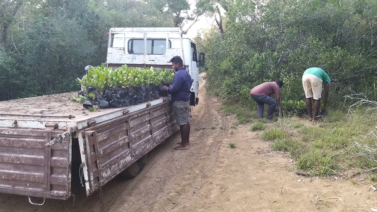 One Tree Planted tweet media