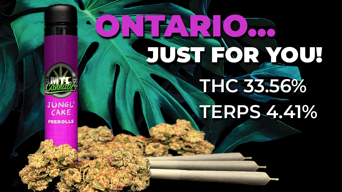 mtlcanna's tweet photo. New Drop Alert
Jungl' Cake 3.5g N' Prerolls are on their way to Newfoundland!
Ontario, you guys are getting 3 differents lots at 29%, 32.6%, and 33.56% THC... who's feeling lucky?
#mtlgrown #junglcake #flowerfirst #forthemodernstreet #craftflower https://t.co/wzviKu9Nqh