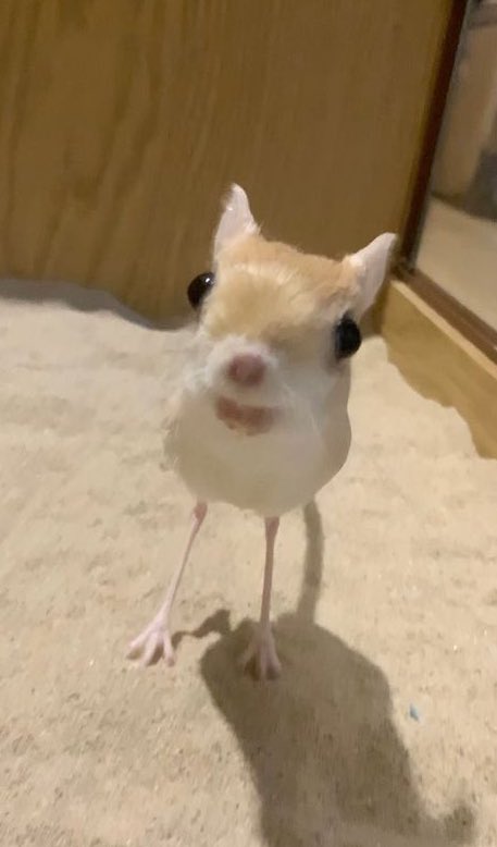 bugdea1er's tweet image. before you send me hate remember this is me