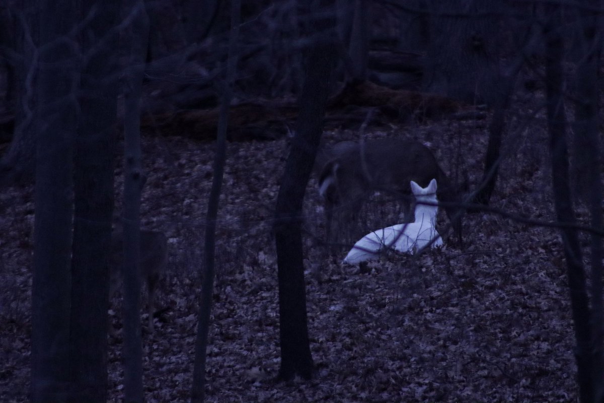 LayanReports's tweet photo. Maybe I should start an instagram account for all the animals I see in my backyard. Albino deer!!!!! https://t.co/WOyM4jjbVg
