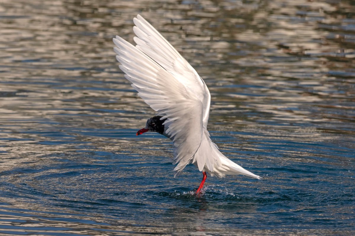 Great views of an unringed Med Gull bathing at the S Marine park South Shields.