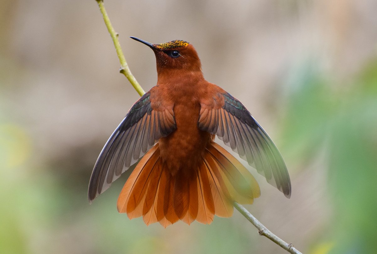 gutierrezhector's tweet photo. También habitan únicamente aquí, aves en peligro crítico de extinción como el Picaflor de Juan Fernández y el Rayadito de Masafuera. https://t.co/DxJEvZkGKc