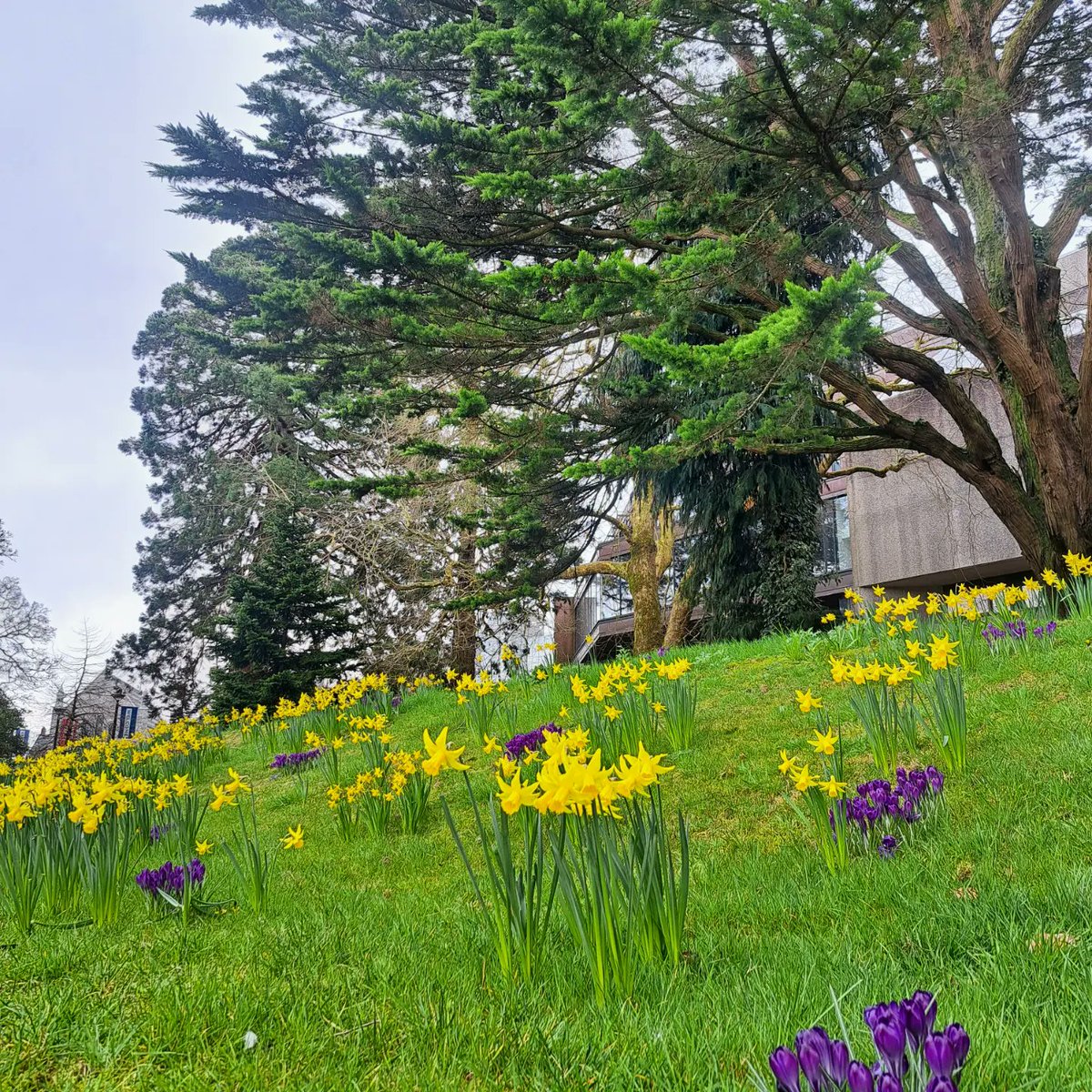 UCCGrAttributes's tweet photo. Spring has sprung on @UCC in a very GAP way! 💜💛💜

Thanks to @jdmurph73 and all the @UCCBandE team! 👏

#BeginBelongBecome #UCCGradAttributes https://t.co/JAfywezj1I