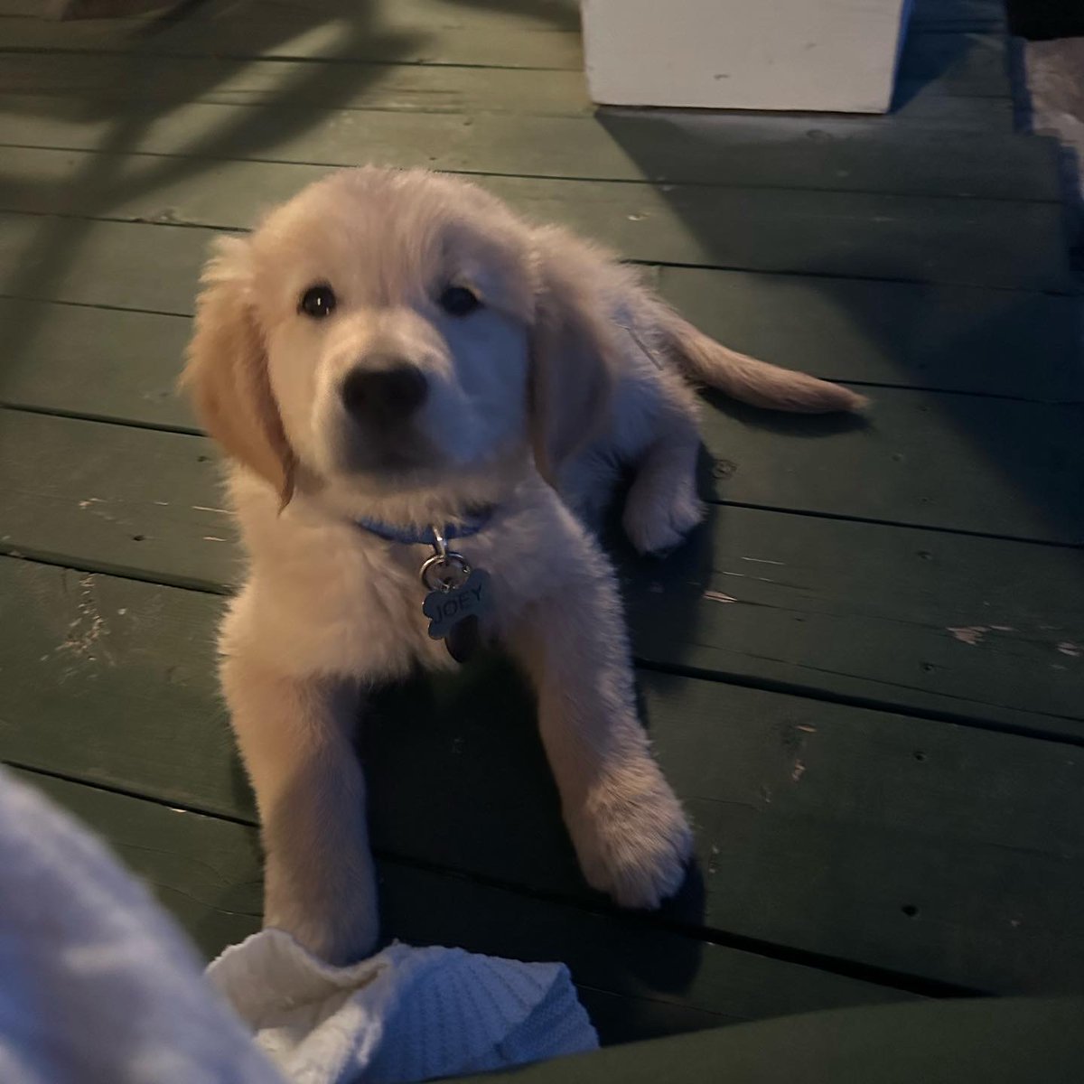 DownWithDS's tweet photo. My favorite Puppy finds!!

https://t.co/C5hzNMTP7I #amazonfinds via @Amazon https://t.co/EhCWJn9R5m