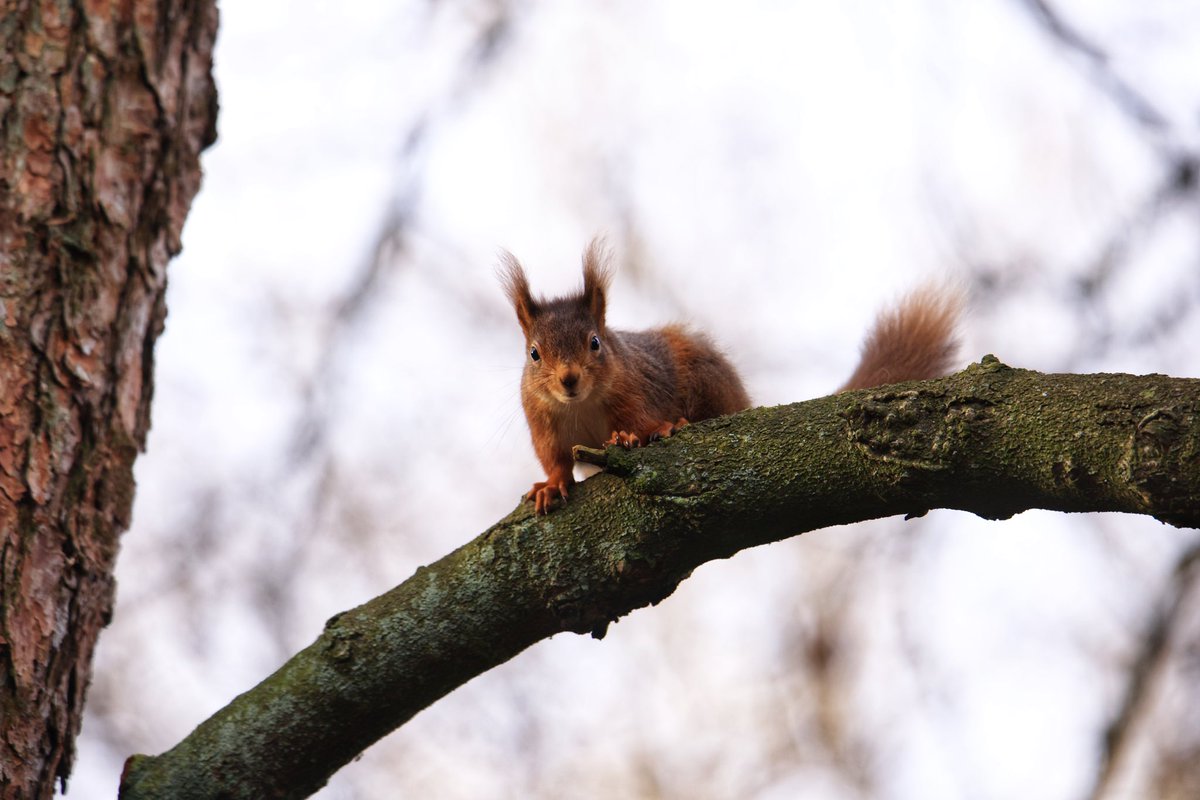 Cute red scamps in the beautiful historical town of Appleby-in-Westmorland this afternoon ❤️🐿️ I paid em a visit for <a href="/eden_reds/">Penrith & District Red Squirrel Group</a> and to film scenes for my next film ‘Cumbrian Red’🎥 #nature #cumbria #redsquirrel #wildlife #endangeredspecies