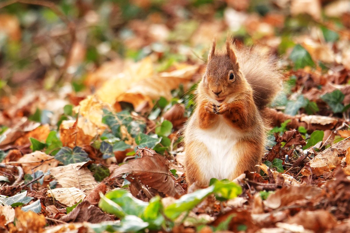 Terry Abraham tweet media