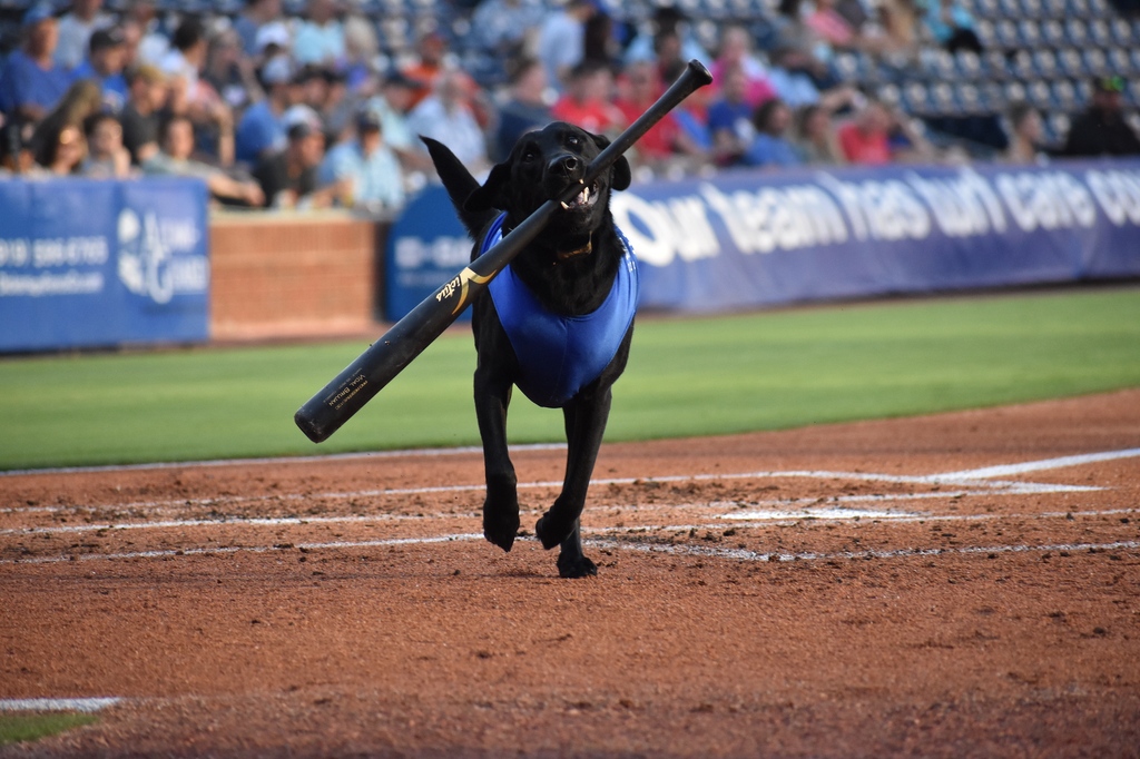 Charlotte Home Shows tweet media