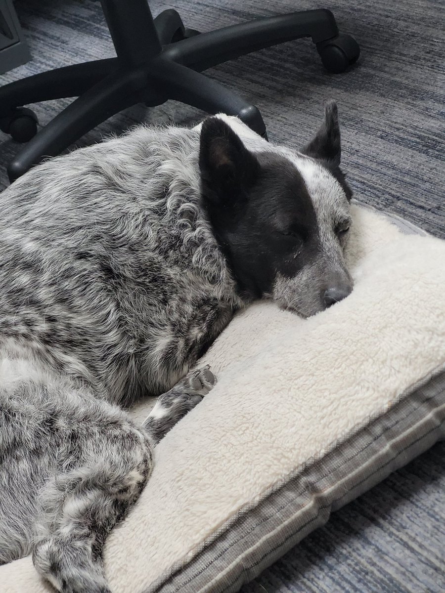rainyday2014's tweet photo. @bunsenbernerbmd Nyx - busted for sleeping on the job. Which she does frequently when she comes to work with me. https://t.co/UnuoDmTRIe