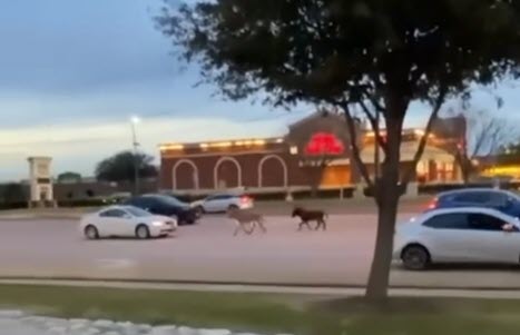 GraffChevrolet's tweet photo. Two donkeys ran intro traffic in #GrandPrairieTX. Not completely unexpected in Texas but unique to our city. Watch the video here: https://t.co/6joSnecAuE https://t.co/8eQ9ddaXLb