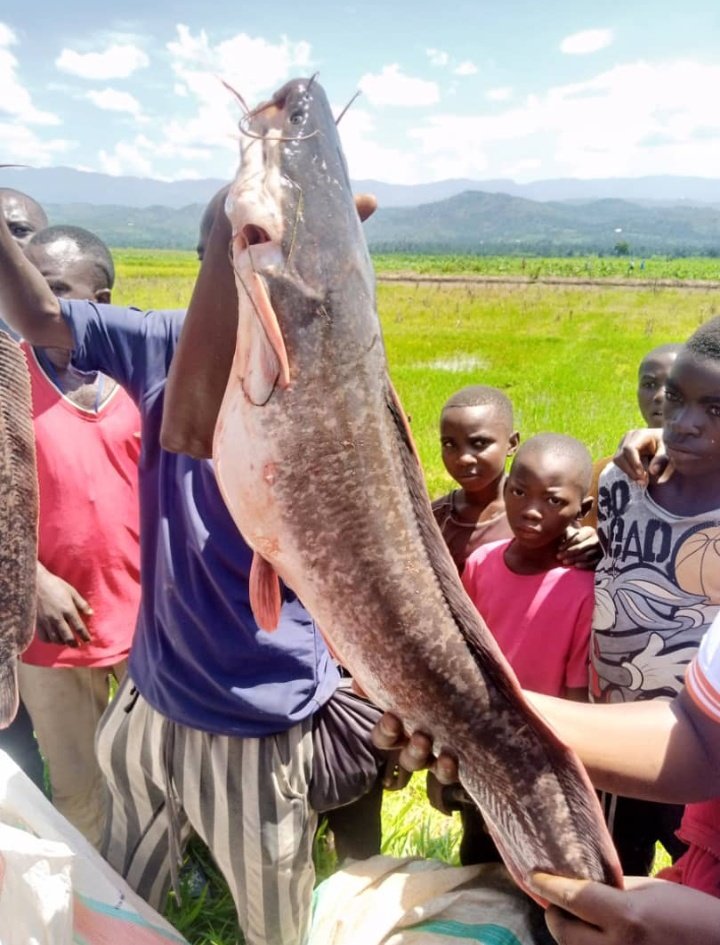 Arleneantoine14's tweet photo. La Pisciculture au Burundi 

#Burundi
#OPDD https://t.co/sp5KEuywdq