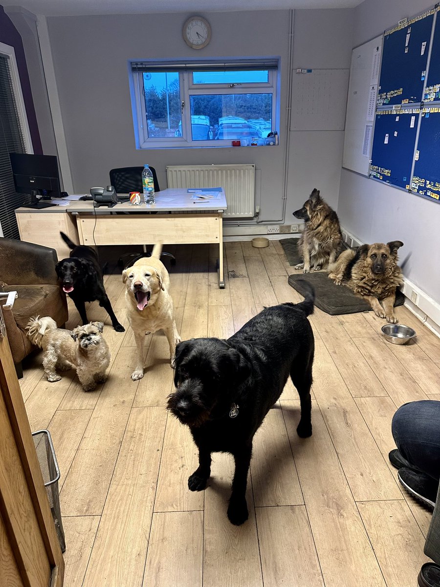 NECoachTravel's tweet image. Can you tell we are a dog friendly company 🙈😂 #dogsatwork