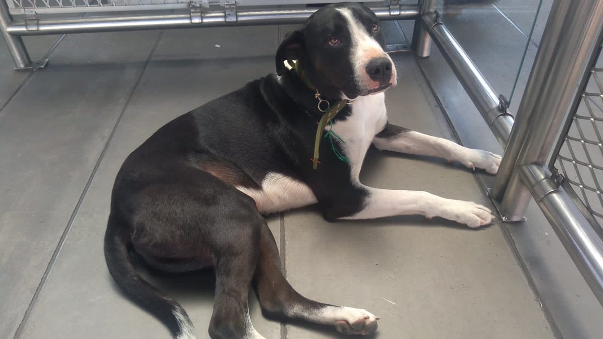 Este amiguito acaba de llegar a Ricaurte, una usuaria nos indica que viene desde el Portal Américas. 🐶

Por favor ayudarnos a difundir, quizás está lejos de casa siguiendo a alguien que conoce. Estará en la estación con nuestros gestores, mientras tenemos algún otro reporte. 🙂